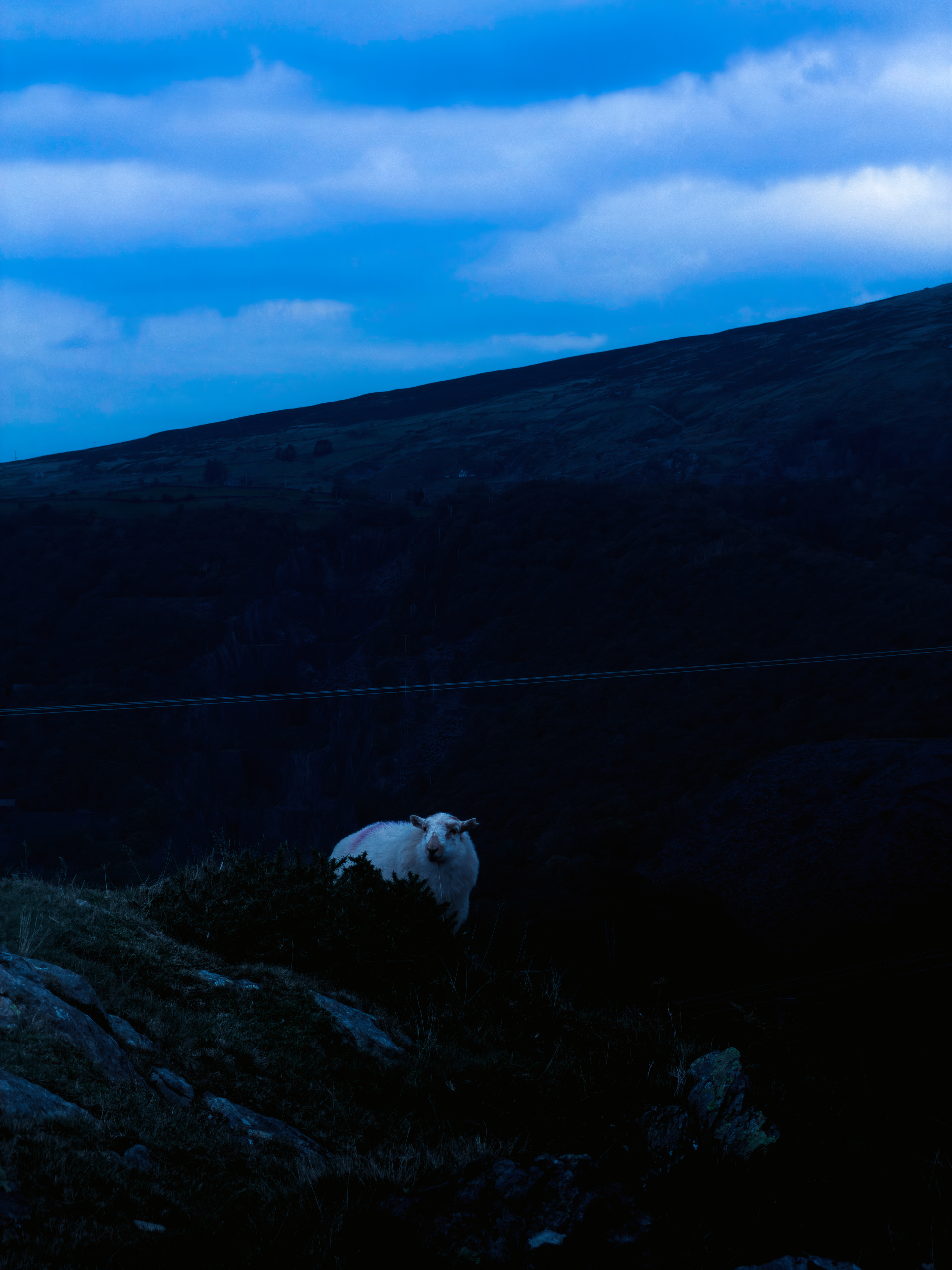 A sheep on a dark grassy hillside beneath blue clouds